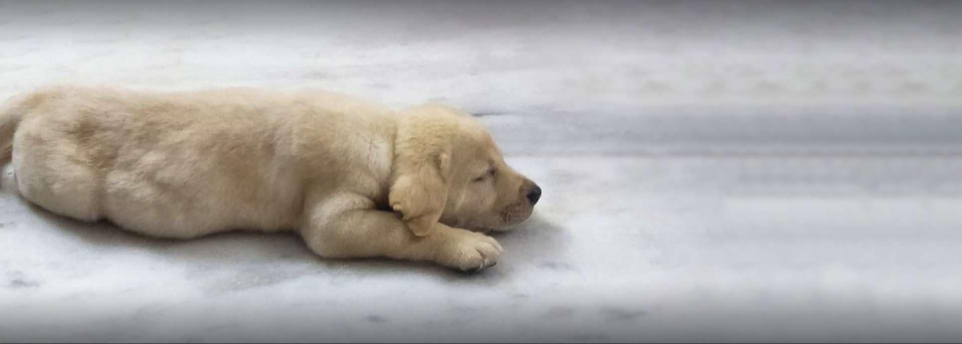 Son of Silence Son of Silence